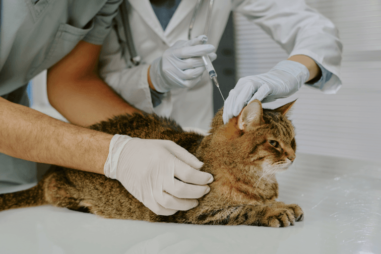 Cost of Cat Insulin