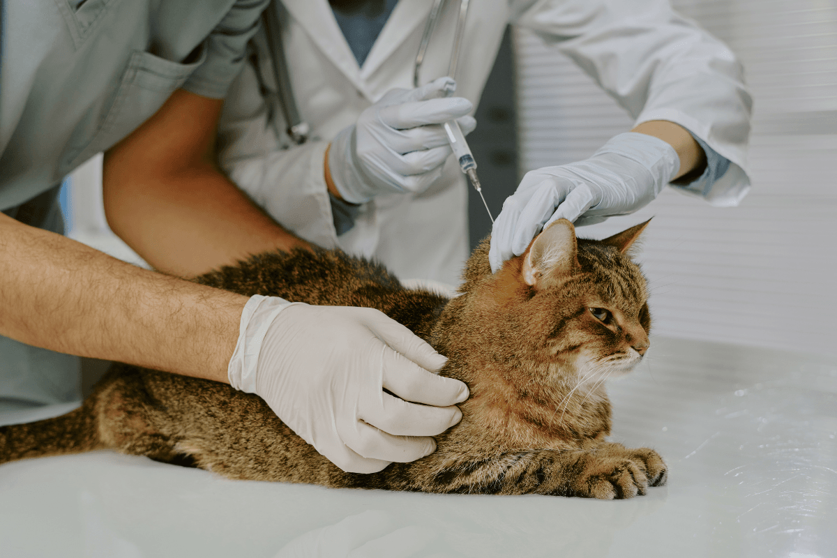 Cost of Cat Insulin
