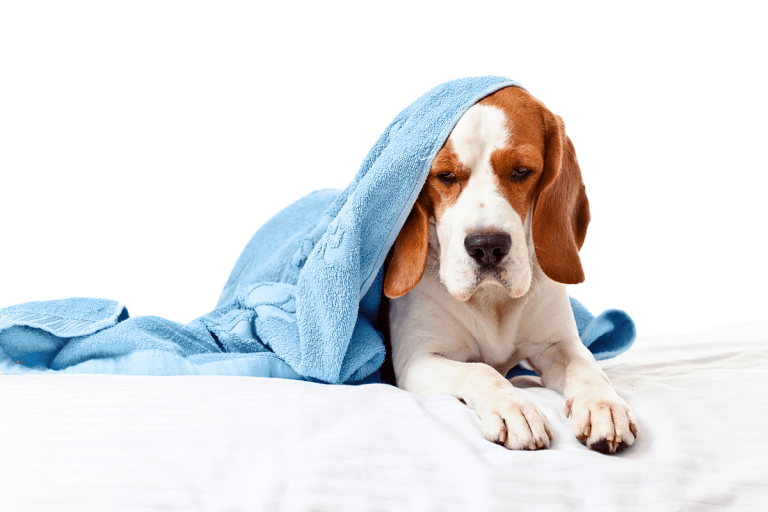 Dog with Diabetes