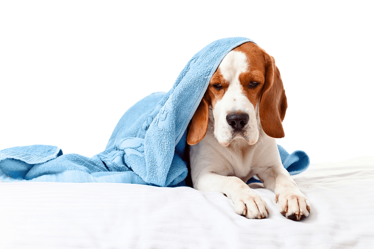 Dog with Diabetes