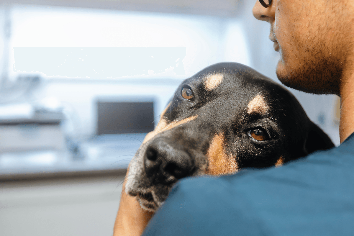Diabetes in Dogs