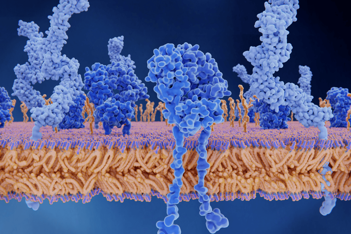Insulin Receptors