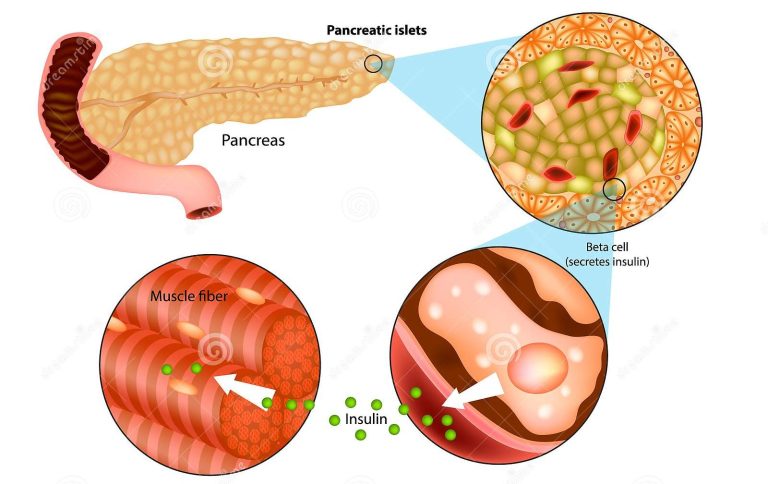 Where Is Insulin Produced? Pancreas, Storage, and Manufacturing