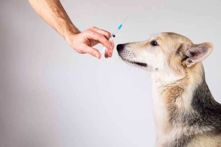 Insulin Shots for Dogs: Dosing, Sites, and Safety