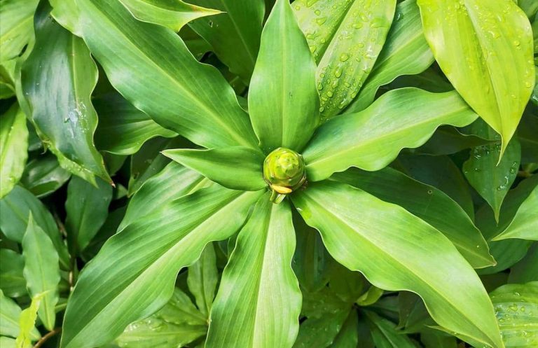 Insulin Plant: Evidence, Benefits, and Safety Questions