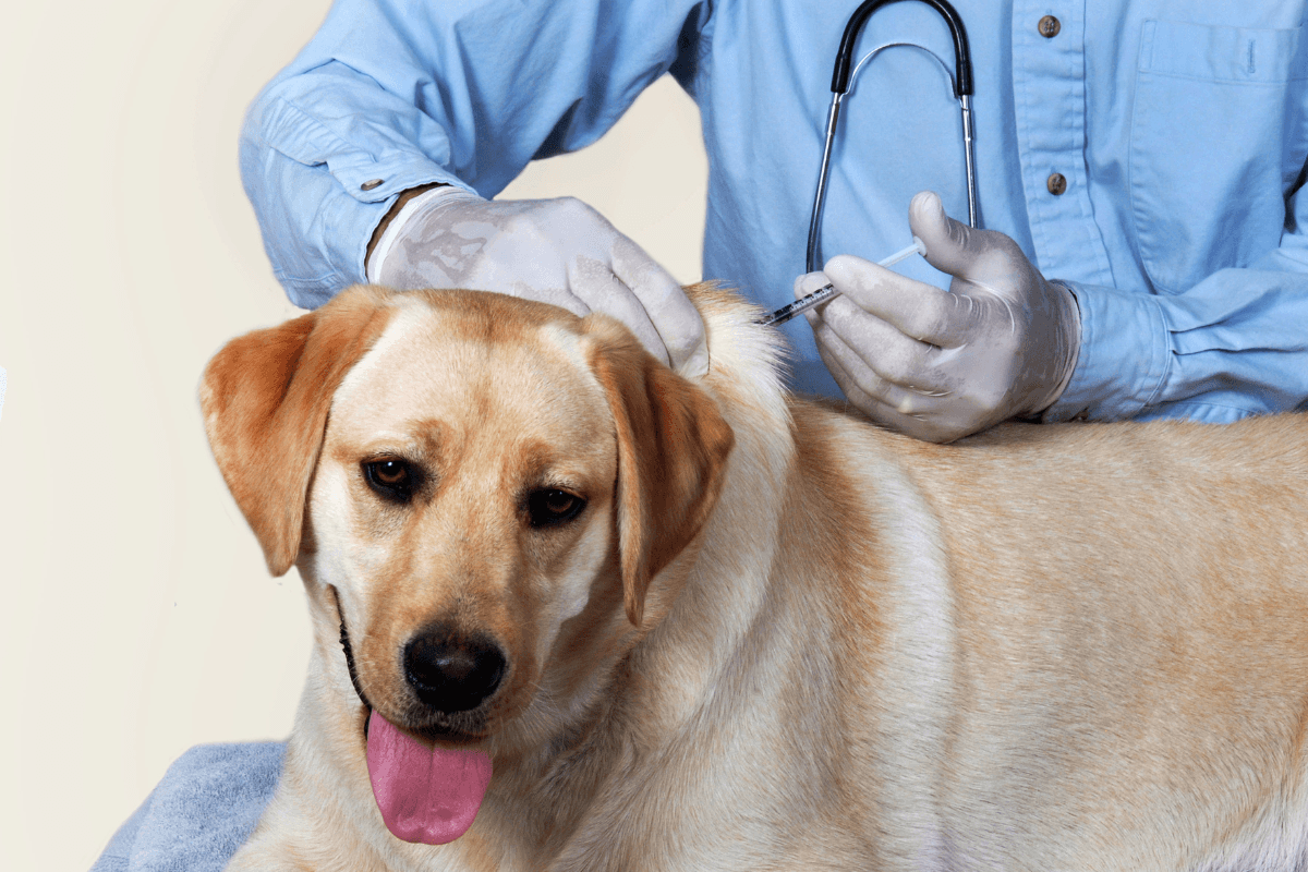 Humulin N insulin for dogs