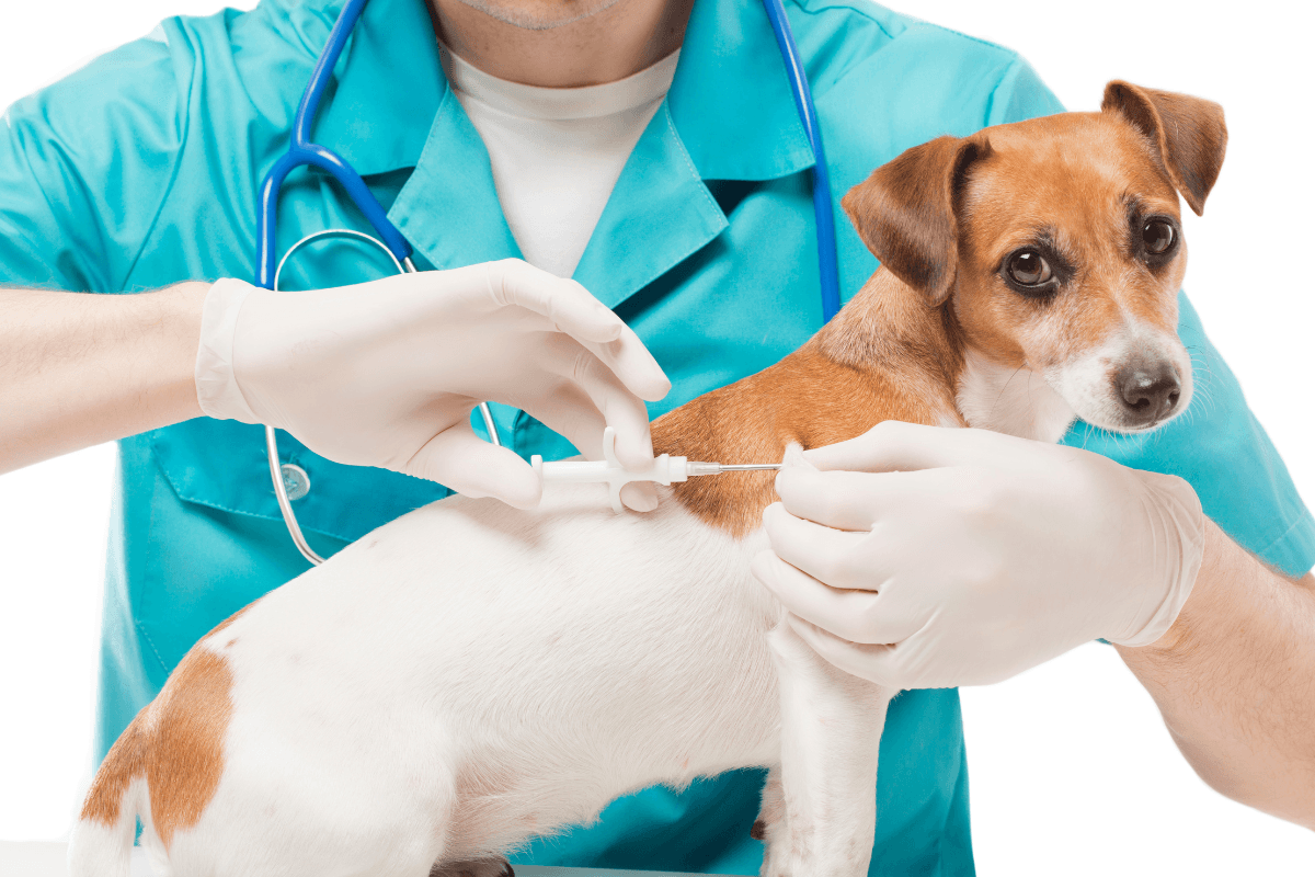Pet insulin dosage