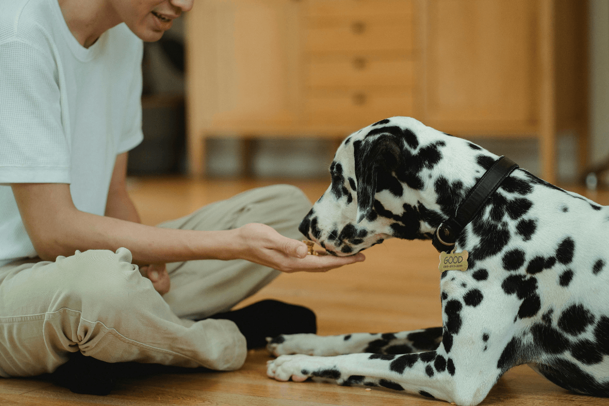Deramaxx for Dogs