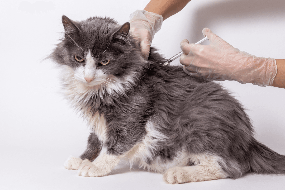 Atopica Cats