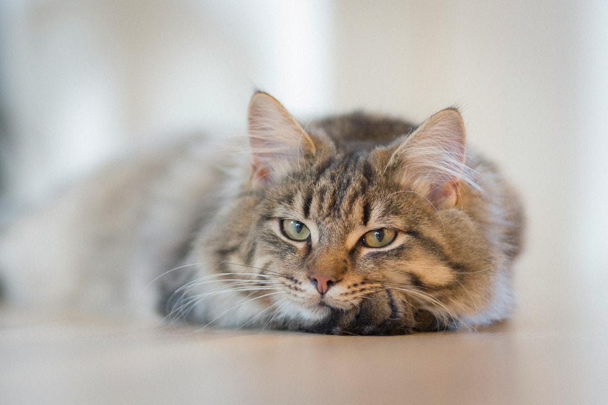 Onsior Cat Medicine
